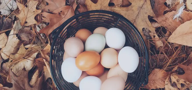 Bio-Eier aus Freilandhaltung direkt vom Landwirt.