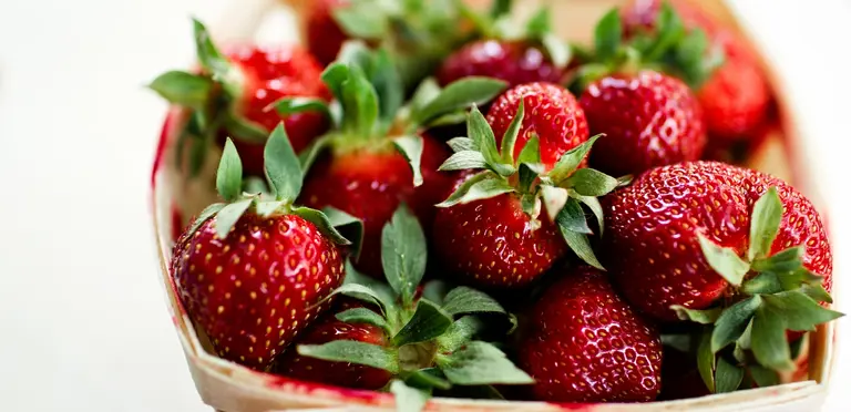 Erdbeeren frisch gepflückt direkt vom Feld. Regional vom Bauernhof oder Wochenmarkt.