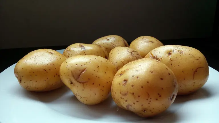 Selbst geerntete Kartoffeln in verschiedenen Sorten auch in Bioqualität. Regional vom Bauernhof oder direkt vom Wochenmarkt.