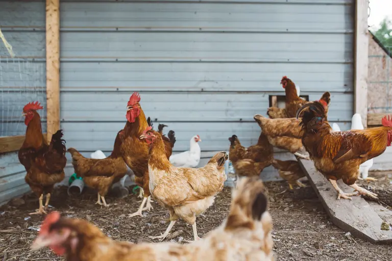 Bio-Hühnrfleisch auch von freilaufenden Hühnern. Regional vom Bauernhof oder direkt vom Wochenmarkt.