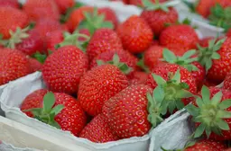Frisch geerntete Erdbeeren direkt vom Selbstvermarkter