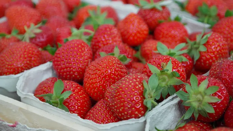 Frisch geerntete Erdbeeren direkt vom Selbstvermarkter
