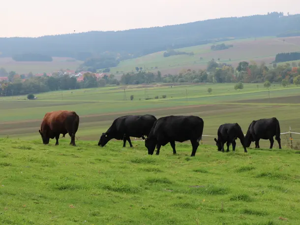 Harzangus - Bio Angus aus dem Harz