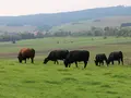 Harzangus - Bio Angus aus dem Harz in Osterode Harzangus - Bio Angus aus dem Harz in Osterode