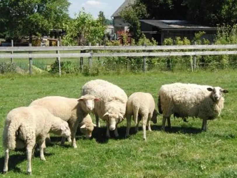 Ferienhof Witteler in Brilon-Nehden