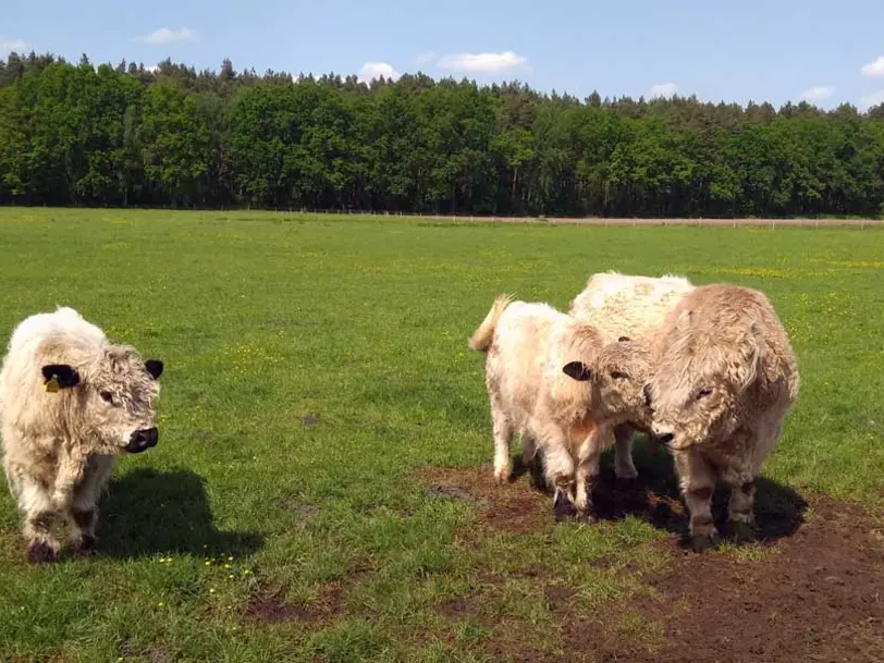 Bewusst Fleisch in Kuhstorf