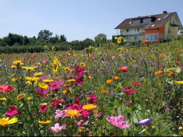 Ferienwohnungen Buchhaldenhof