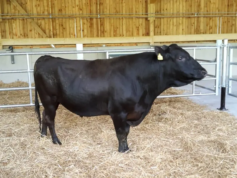 Waldhof Pensionspferde & Gallowayzucht; Taunus Wagyu in Niedernhausen