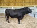 Waldhof Pensionspferde & Gallowayzucht; Taunus Wagyu in Niedernhausen Waldhof Pensionspferde & Gallowayzucht; Taunus Wagyu in Niedernhausen