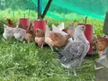 Bio Folz - Weber in Merzig