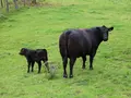Harzangus - Bio Angus aus dem Harz in Osterode Harzangus - Bio Angus aus dem Harz in Osterode