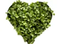 WunderZwerg Microgreen-Farm Linz in Linz WunderZwerg Microgreen-Farm Linz in Linz