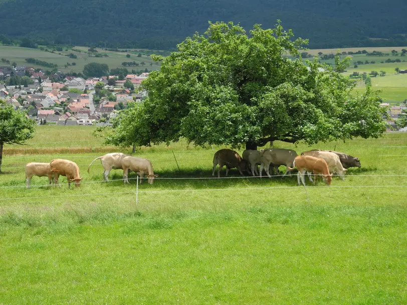 Luisenhof in Eschau