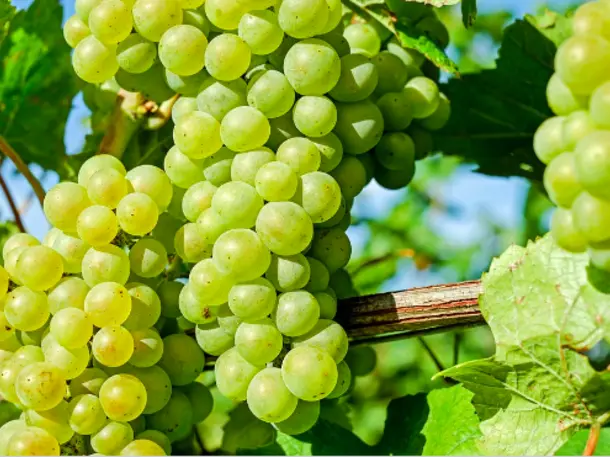 Weingut Faigle – Weinbau und Besenwirtschaft