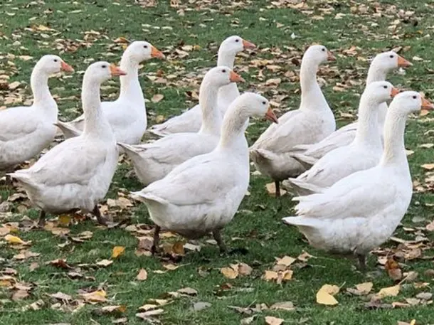 Schwarzenbronner Hofgenuss