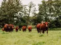 Reidemeiers Rind | Hof große Beilage in Essen (Oldenburg)