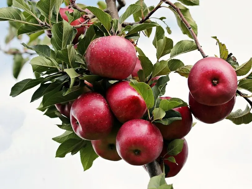 Obstbau Steegmaier in Ludwigsburg