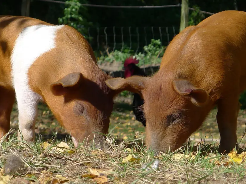 Erdhof & Naturladen Seewalde in Wustrow OT Seewalde