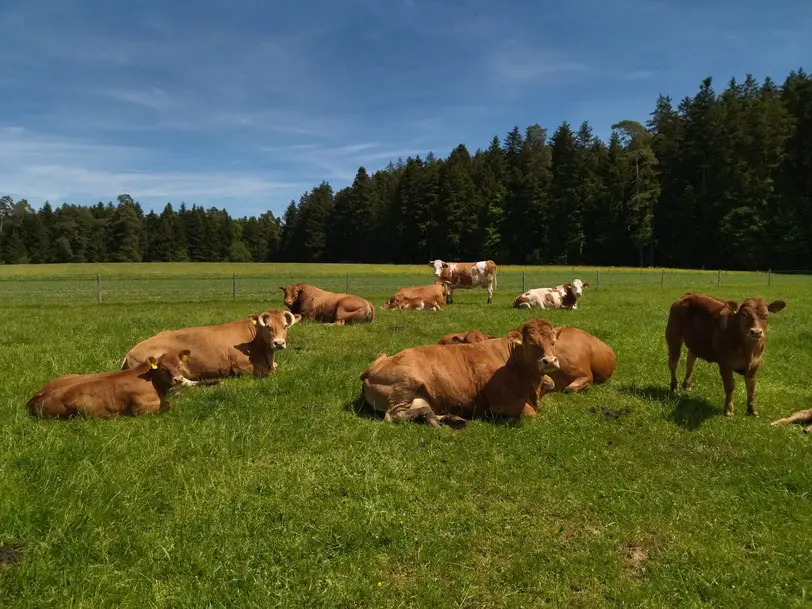 Direkt vom Bauernhof Familie Broghammer in Schramberg-Heiligenbronn