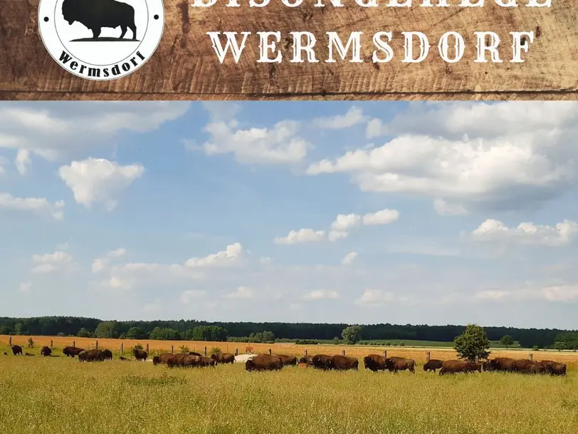 Bisongehege Wermsdorf in Wermsdorf