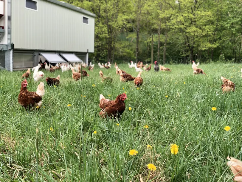 Hafners Huhn & Hahn in Raindorf