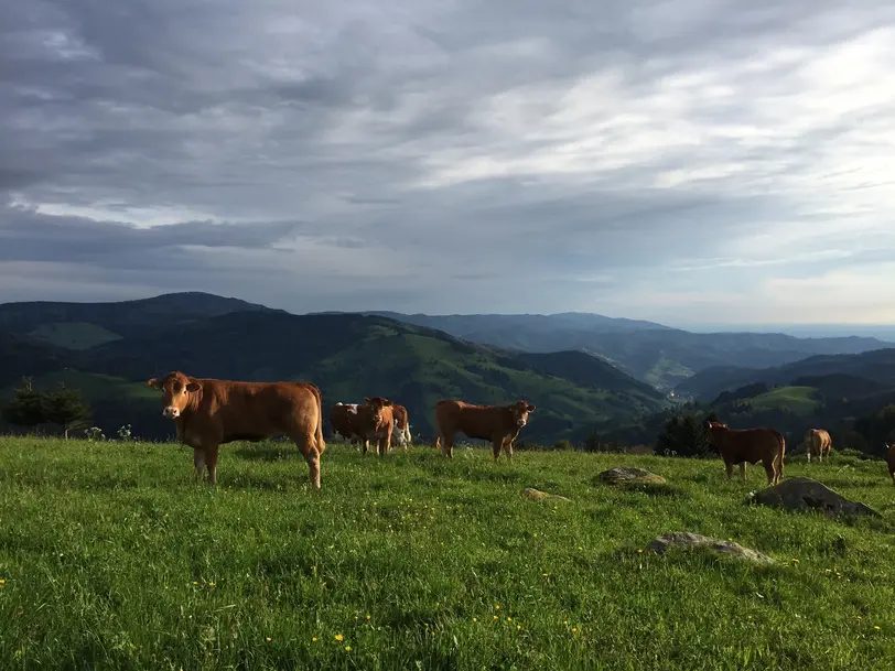 Schindelmatthof - BioBergweiderind & Ferienwohnung in Münstertal