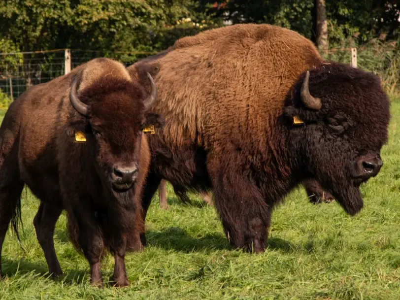 Bisonhof Boitzen in Heeslingen