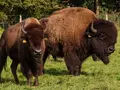 Bisonhof Boitzen in Heeslingen Bisonhof Boitzen in Heeslingen