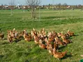 Biohof Familie Häge in Langenau Biohof Familie Häge in Langenau