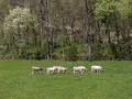 direktHOF Allgäu in Börwang