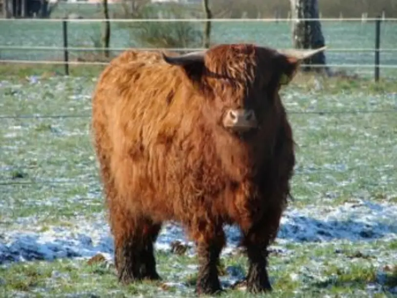Highland Cattle von Friedeburg in Friedeburg-Marx