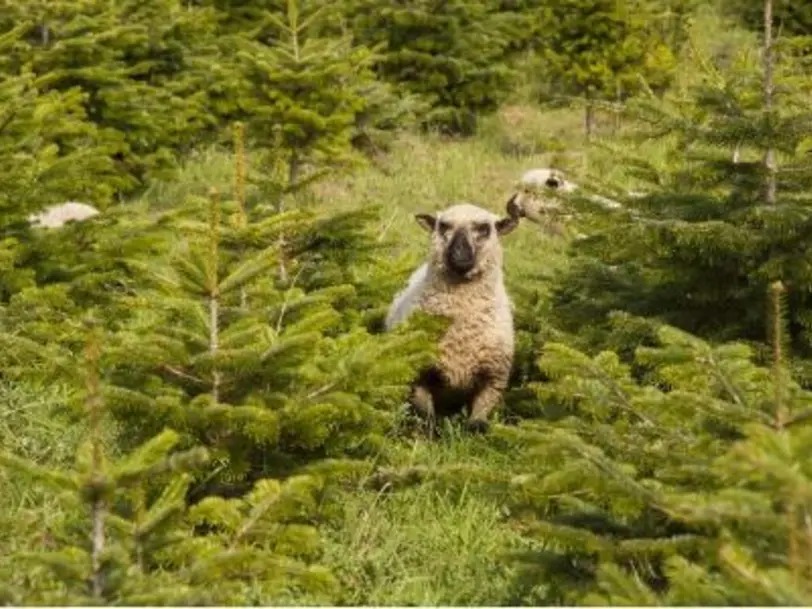 Weihnachtsbaumhof Schulte-Göbel in Schmallenberg