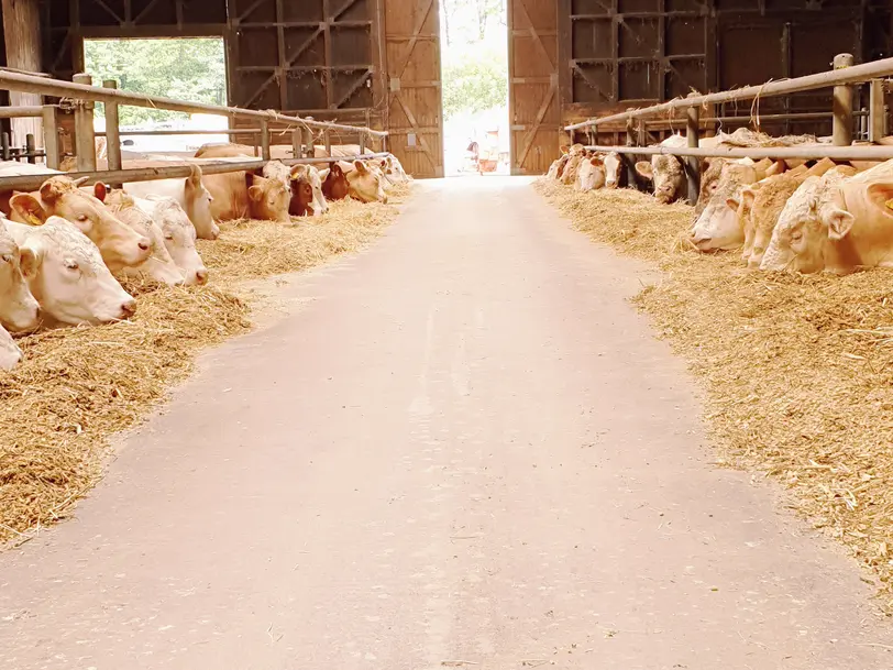 Landwirtschaftsbetrieb Frank Bähr GbR - EIERBOX in Guben