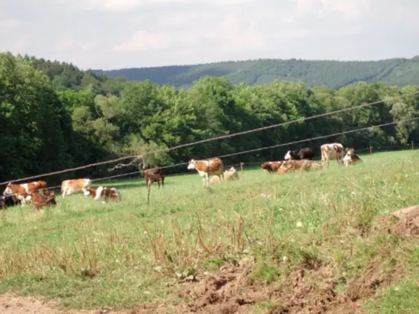 Hartschwinder Hofkäse - Milchtankstelle - Hofladen