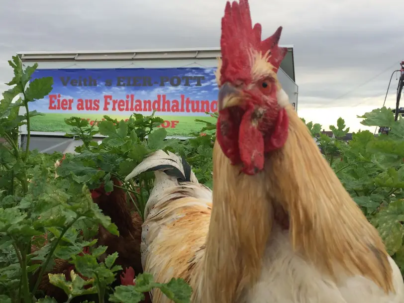 VEITHS EIERPOTT in Friedberg-Dorheim