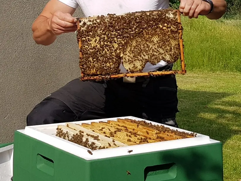 Imkerei BienenReich in Brandis