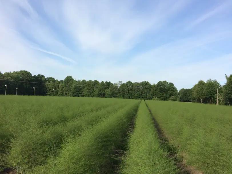 Spargel- & Erdbeerhof lütke Zutelgte in Telgte