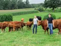 Riekert`s Angus Weide in Toppenstedt Riekert`s Angus Weide in Toppenstedt