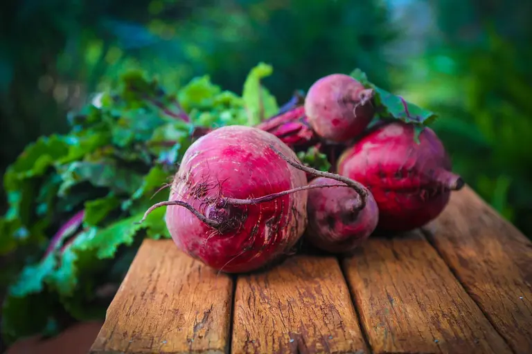 Gesunde rote Beete frisch vom Feld 