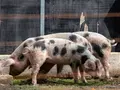 Stiftung Kloster Dambeck in Salzwedel-OT Amt Dambeck