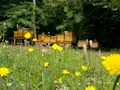 hefes bienenwelt in Freiberg hefes bienenwelt in Freiberg