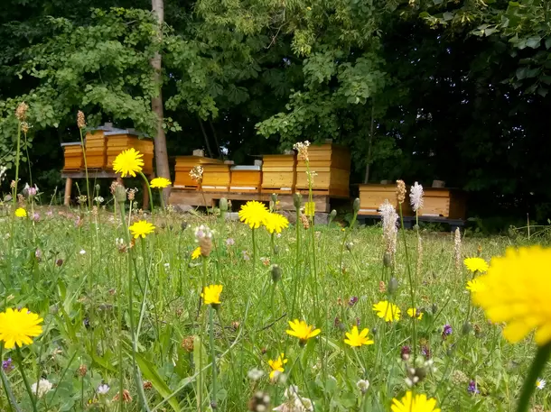 hefes bienenwelt