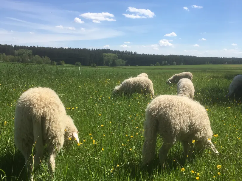 Neuhausener Weide in Rehau