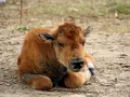 Bison vom Sonnenhof in Hundsdorf