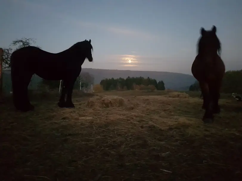 Stallionranch in Eschau