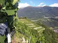 Villscheider in Brixen