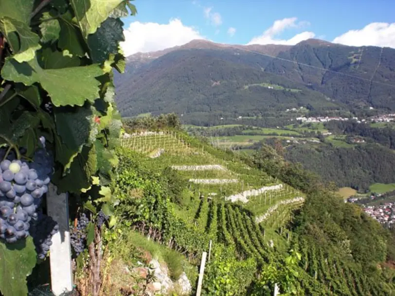 Villscheider in Brixen