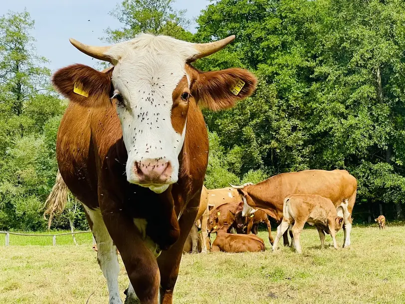 Glückliche Weide in Isen