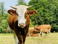 Glückliche Weide in Isen