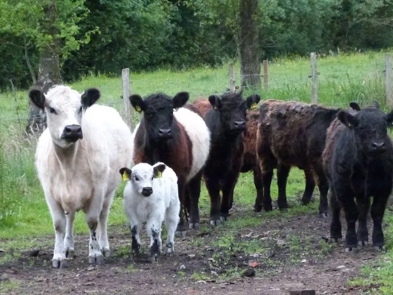 Galloways vom Beenthof in Steinau